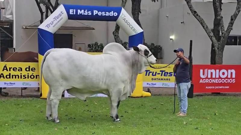 Satoshi FIV Sausalito es el más pesado de la raza Nelore Mocho