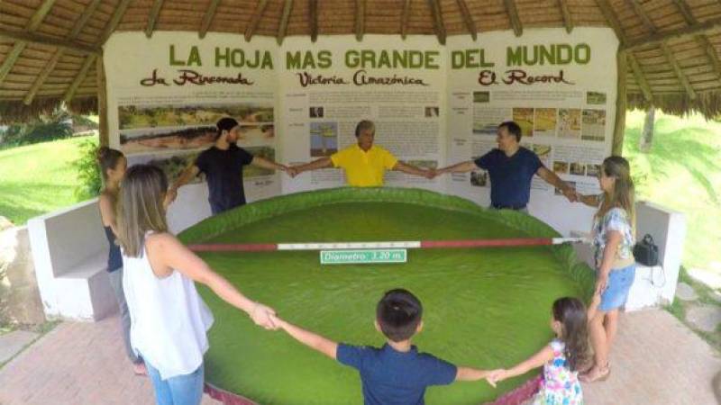 LA HOJA VICTORIA MÁS GRANDE DEL MUNDO