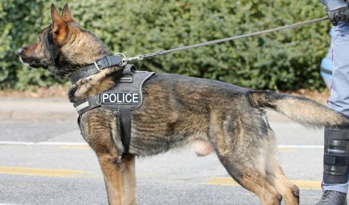 Inicia en EEUU el juicio por la mordedura de un perro policial a un músico mexicano