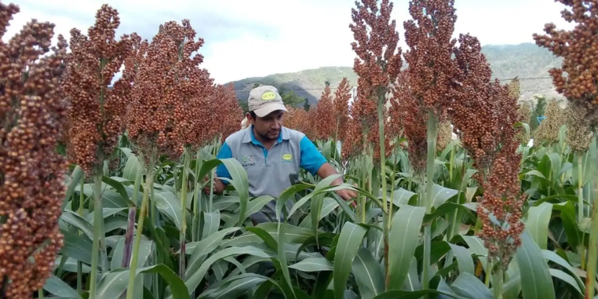 Siembra de invierno tiene un 50% de avance y el sorgo asoma como ...