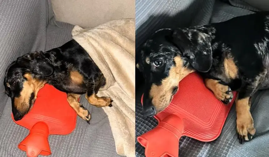 Video: Con una tierna acción, un perro salchicha causa sensación en las redes sociales 