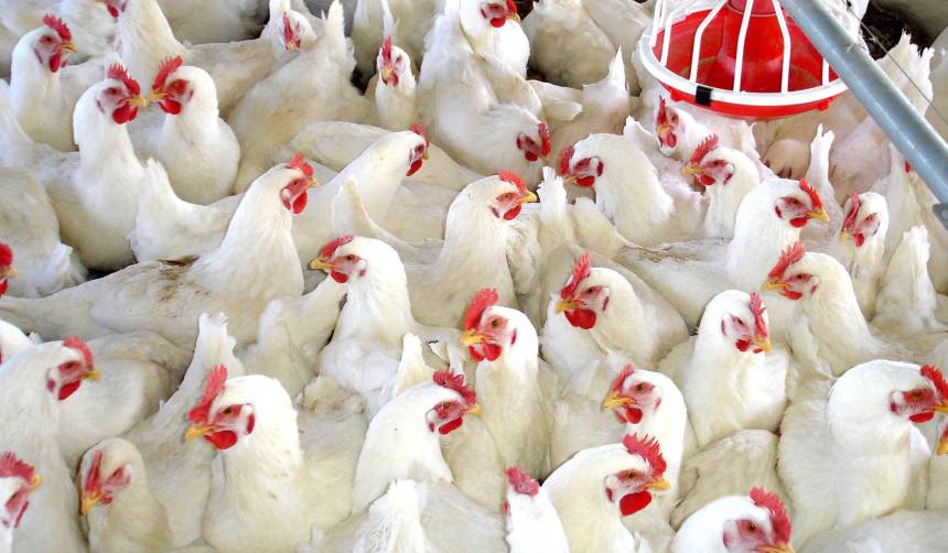 Avicultores: Bloqueos y falta de dièsel redujeron la producción de pollo