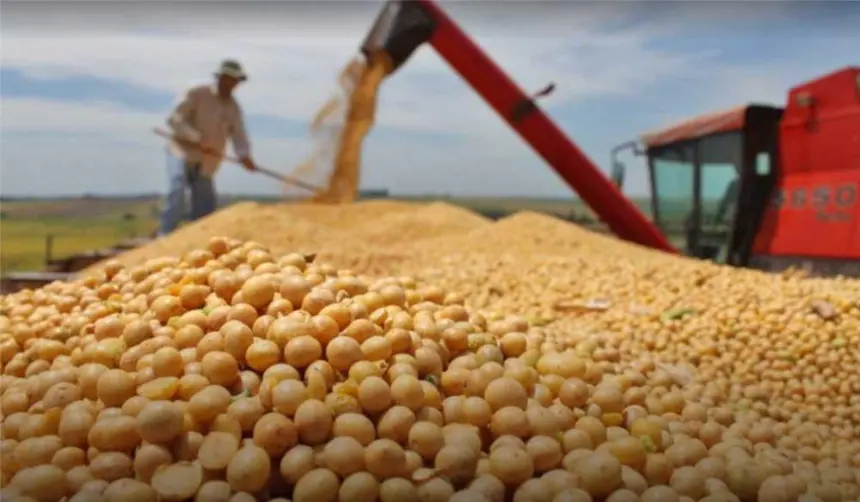 “La exportación de soya debe ser irrestricta”, urge Anapo, que considera tardía la autorización del Gobierno