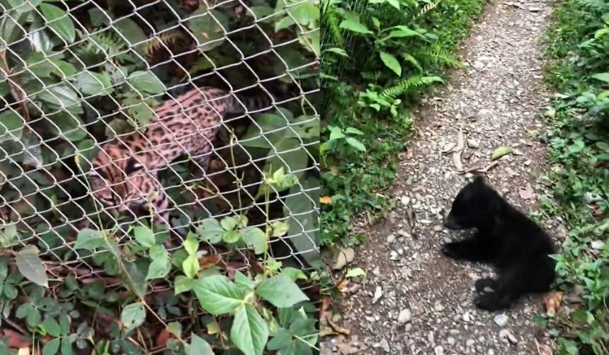 Revelan imágenes del gato Tilcayo jugando con una cría de oso jucumari en un refugio de los Yungas