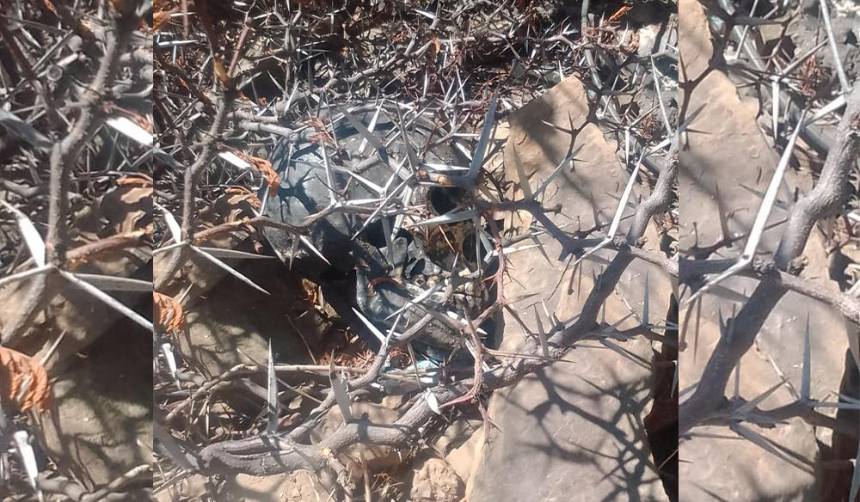 Hallan un cráneo humano pintado de negro y escondido entre espinas en plena vía pública