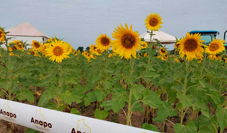 En el Día Nacional del Girasol, productores destacan su importancia y lo que genera de exportación para el país