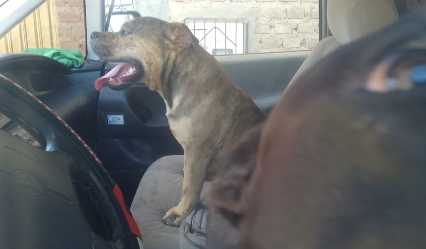 Dos hombres quedaron heridos tras ser atacados por dos pitbulls en Cochabamba