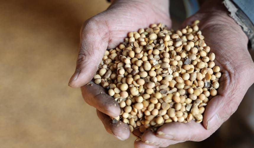 Exportación de soya y sus derivados cayó casi $us 124 millones entre enero y julio, según el INE
