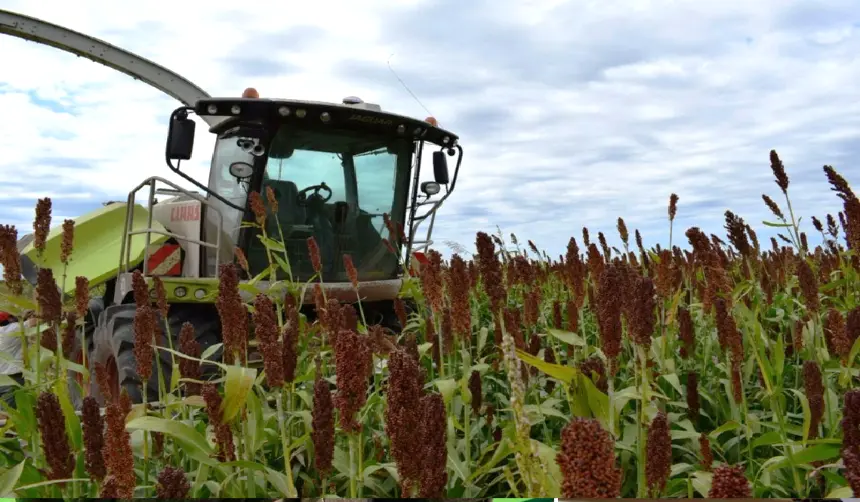 Bolivia articula la primera cadena del sorgo y proyecta ampliar el área de siembra