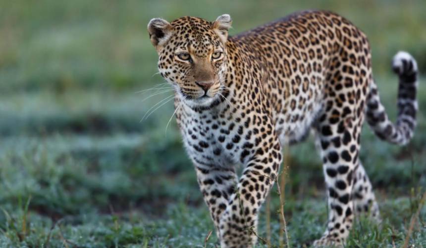 Video: Un leopardo ataca a un grupo de personas cuando estaban en un día de campo