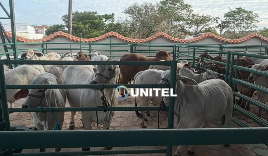 Más de 550 bovinos ingresan al campo ferial con miras a la Expocruz 2026