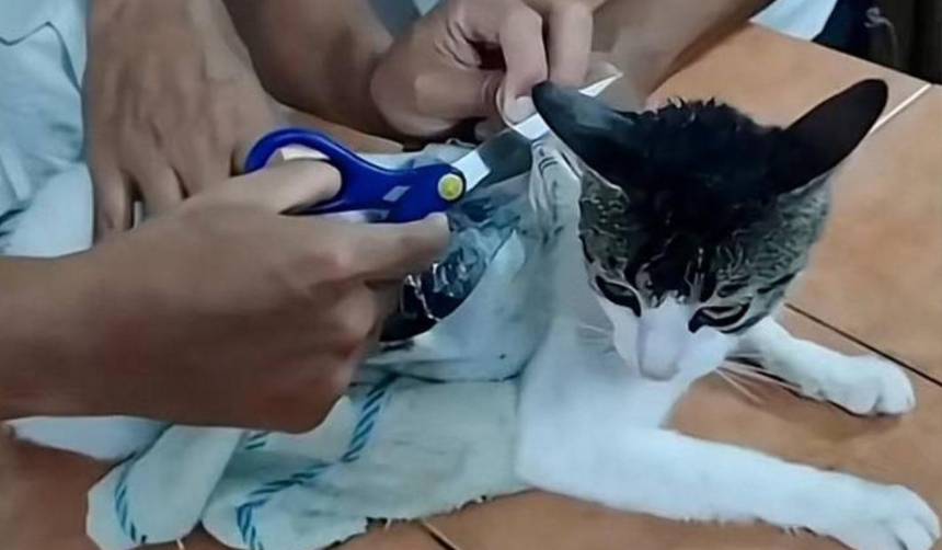 Video: Atrapan a un gato que era usado para ingresar droga a una cárcel 
