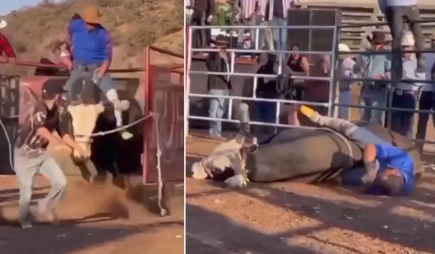 Video: Vaquero que pretendía domar un toro acabó noqueado tras caer debajo del animal