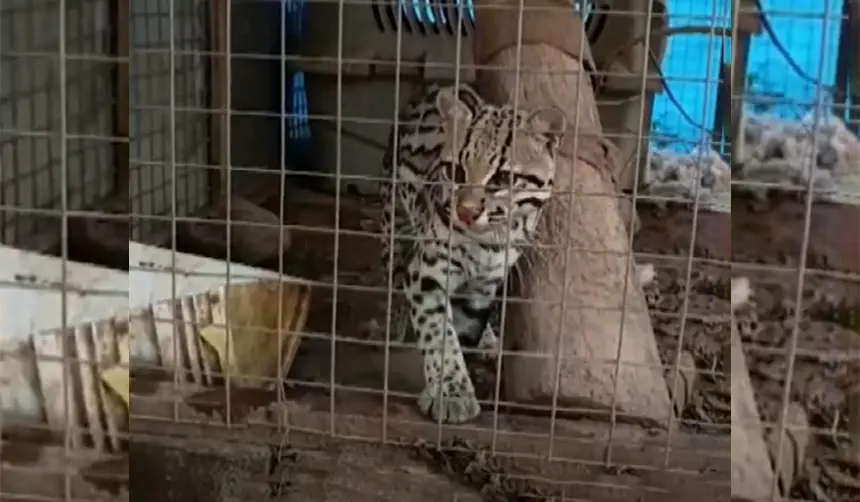 Santa Cruz: Ocelote escapa de su jaula y se activa operativo para recuperarlo