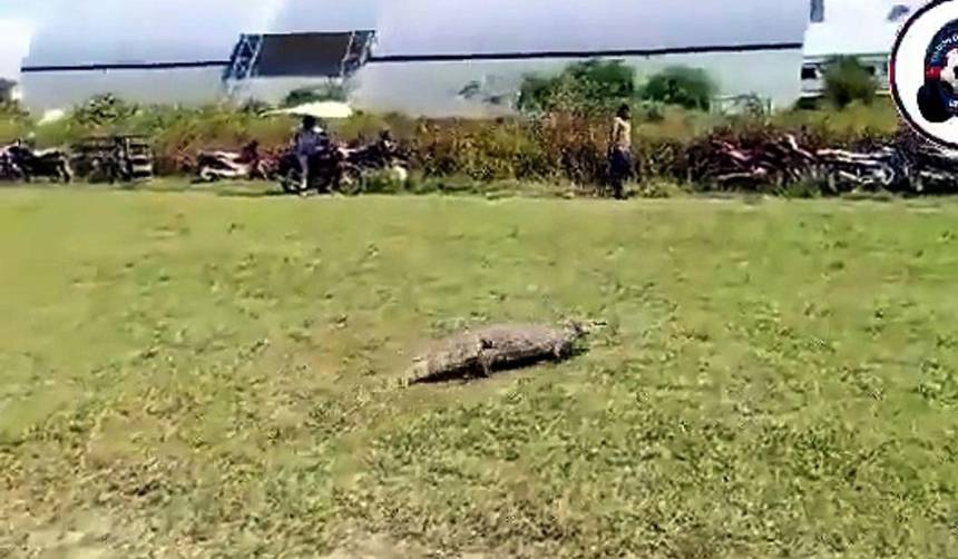 Protagonista inesperado: Lagarto interrumpe un partido de fútbol en Beni