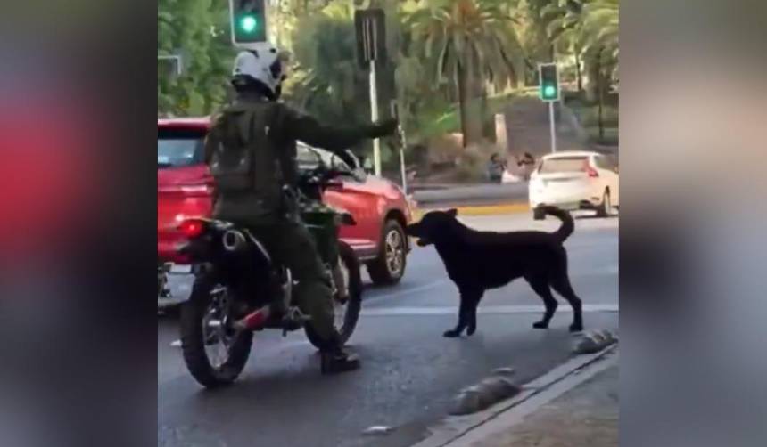 Video: Policía le rocía gas pimienta a un perro que le ladraba en pleno semáforo 