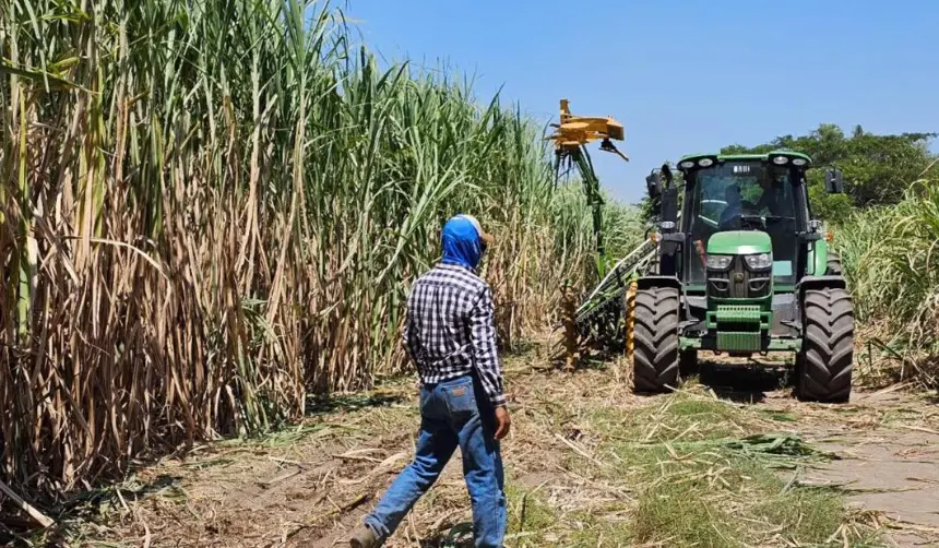 La zafra cañera inicia el 20 de mayo y el sector proyecta una producción de 13 millones de quintales de azúcar 