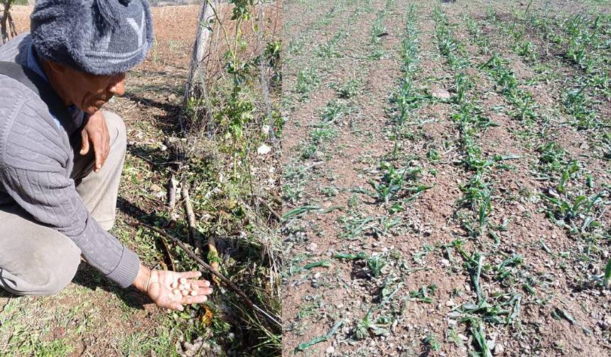 Cochabamba: Fuerte granizada afecta a varias comunidades y sembradíos de Vila Vila