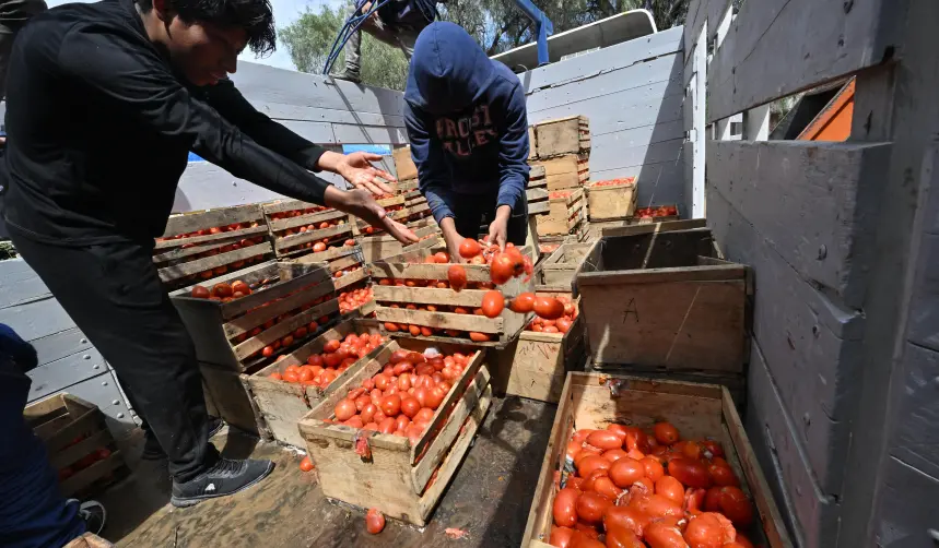“Las cosechas se están pudriendo”, cívicos lamentan pérdidas en el sector agrícola de Cochabamba
