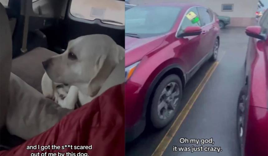 “Ese no es mi perro”, hombre condujo una camioneta equivocada y se dio cuenta por un detalle en el vehículo