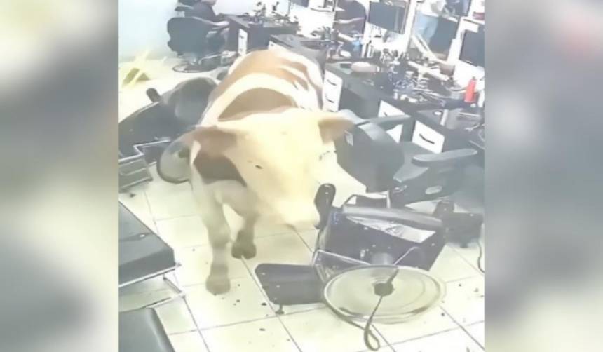 Un toro destruye una barbería generando caos y una persecución para su captura