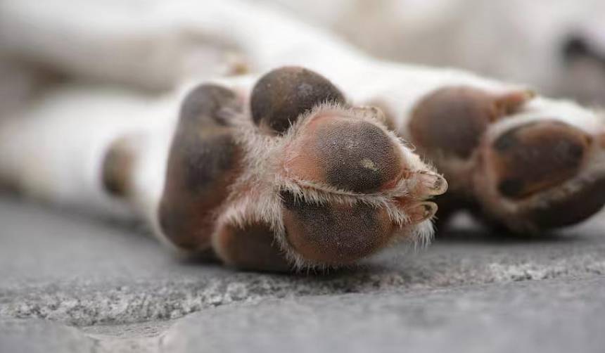 Brutal biocidio: Un policía mata de un disparo a un perro que estaba en la calle