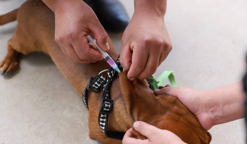 Campaña antirrábica: Alcaldía de Cochabamba anuncia sanciones a dueños de mascotas que no sean vacunadas