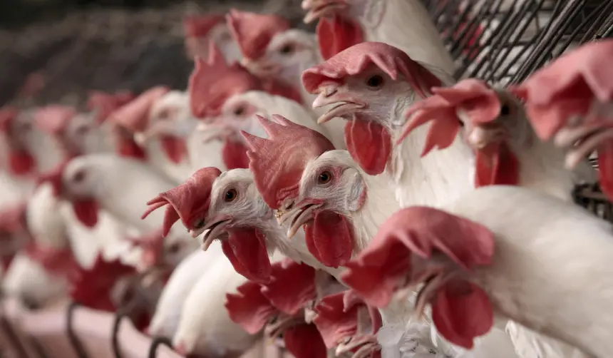 Brasil confirma el primer caso de gripe aviar de “alta patogenicidad” en granja comercial