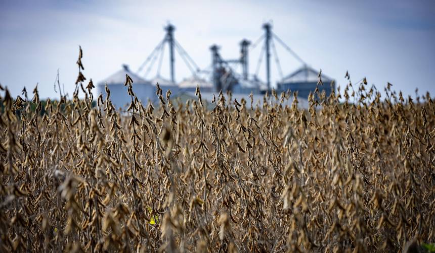 Exportaciones de la industria oleaginosa cayeron en $us 155 millones y la falta de diésel enciende las alarmas