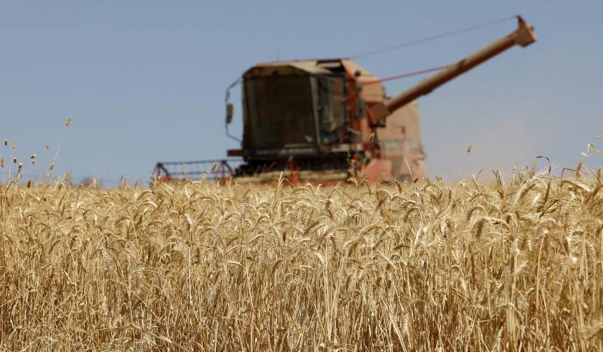 Déficit de trigo: Producción nacional no cubre ni 15% de la demanda interna y productores piden estímulos al Gobierno