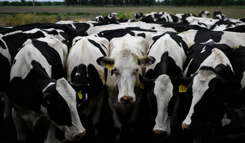 Agropecuarios denuncian que la falta de dólares está provocando el cierre de lecherías por el encarecimiento de insumos 