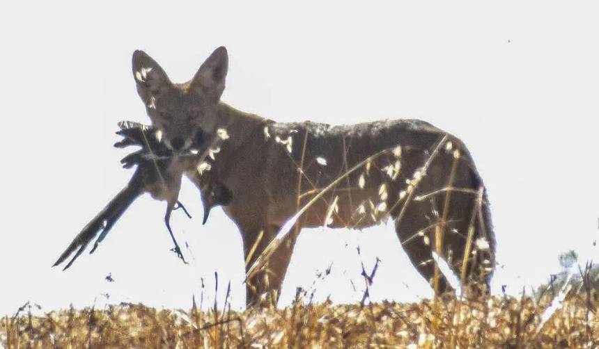 ¡El coyote sí atrapó al Correcaminos! La insólita imagen que derrotó a la ficción
