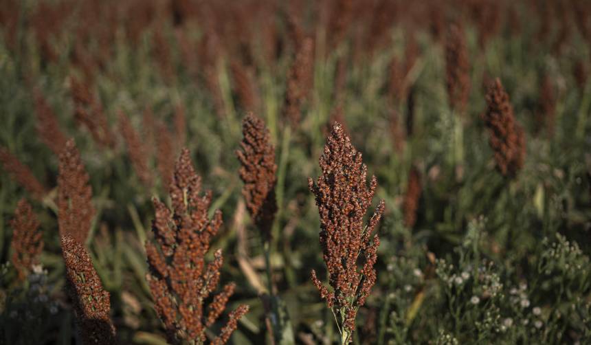 19 empresas se perfilan para exportar sorgo a China, según la Cadex