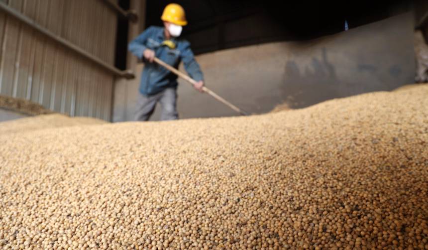 “Importar soya es sacar dólares del país”: Suman voces que observan el arancel cero para el ingreso del grano a Bolivia