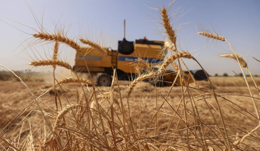 Golpeados por la sequía, productores registran 70% de avance en cosecha de granos de invierno