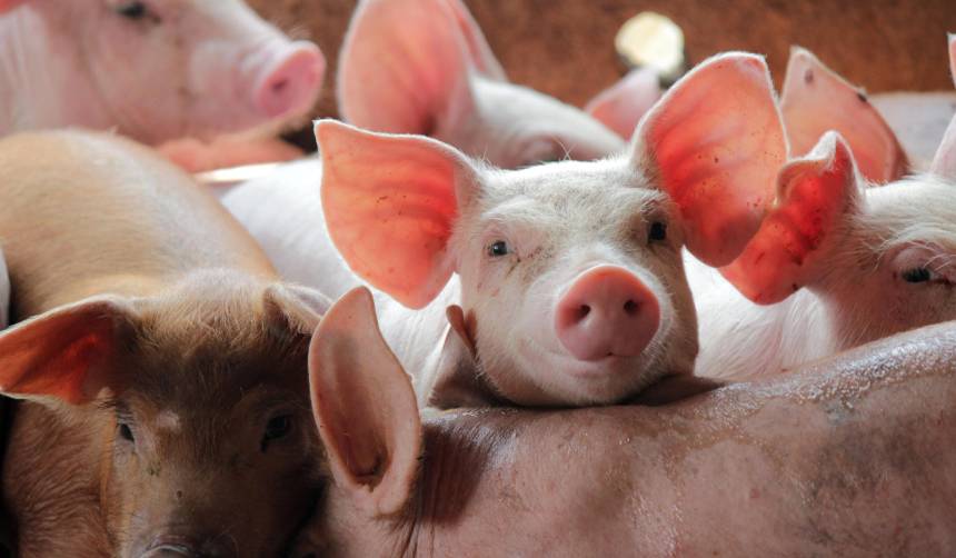 Santa Cruz es declarada zona libre de peste porcina clásica por la OMSA