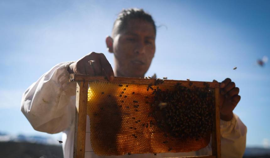 Luis Flores, el joven boliviano que rescata abejas y enseña a convivir con ellas