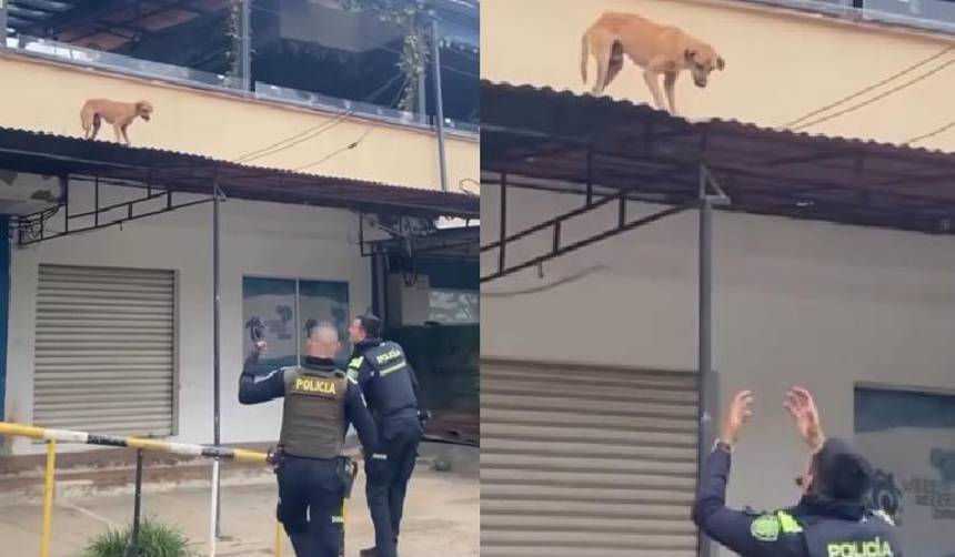 ¡Héroes sin capa! Policías de Cartagena rescatan a un perro abandonado del techo de una casa 