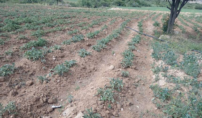 Tarata alista declaratoria de zona de desastre debido a la sequía que afecta su producción