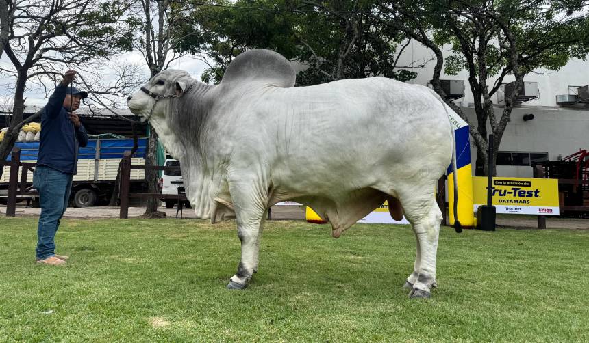 Expocruz: Thanak es el toro más pesado de la raza Nelore Mocho
