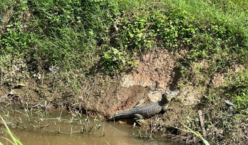Tras rescate de un lagarto por Bomberos, vecinos reportan que otro reptil merodea el mismo barrio cruceño
