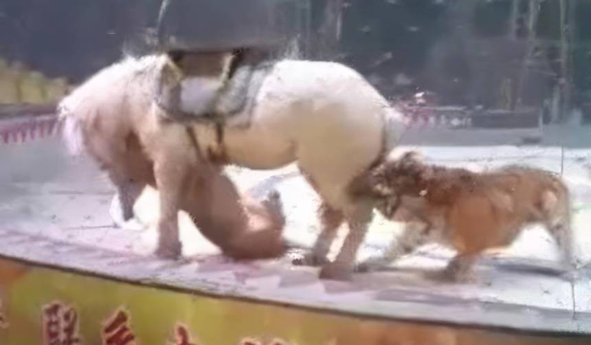 Video: un tigre y un león atacan ferozmente a un caballo en el ensayo de un circo chino 