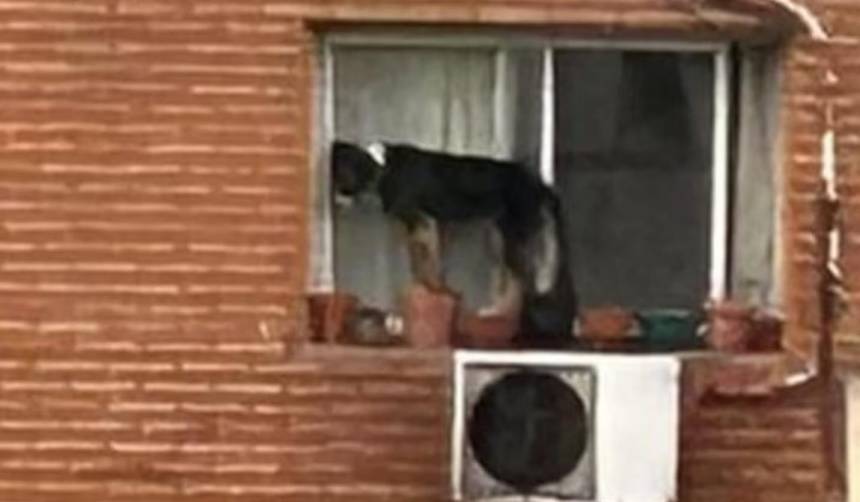 Terrible: Una mujer dejó a su perro al borde de la ventana de un sexto piso 