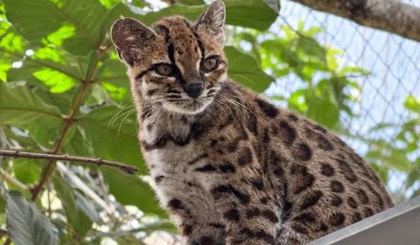 El tilcayo será la mascota de los Juegos Bolivarianos La Paz 2029