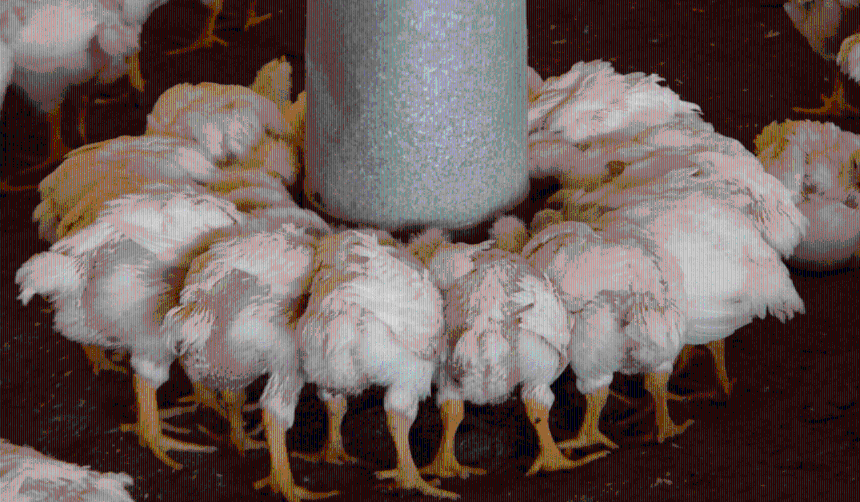 Más de 100.000 pollos mueren de hambre: “Estamos en estado de desesperación”, alertan los productores de Pocona