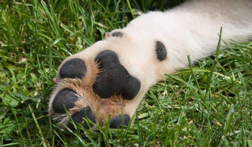 La Paz: dictan detención preventiva para el hombre que fue encontrado con el cuerpo de un animal desollado