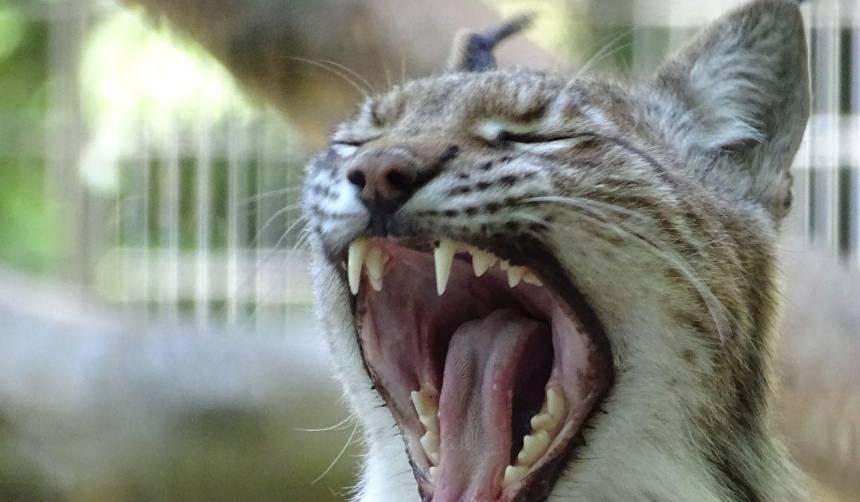 “¿Sabías que puedes donar mascotas?”: el polémico mensaje de un zoológico para alimentar a sus depredadores