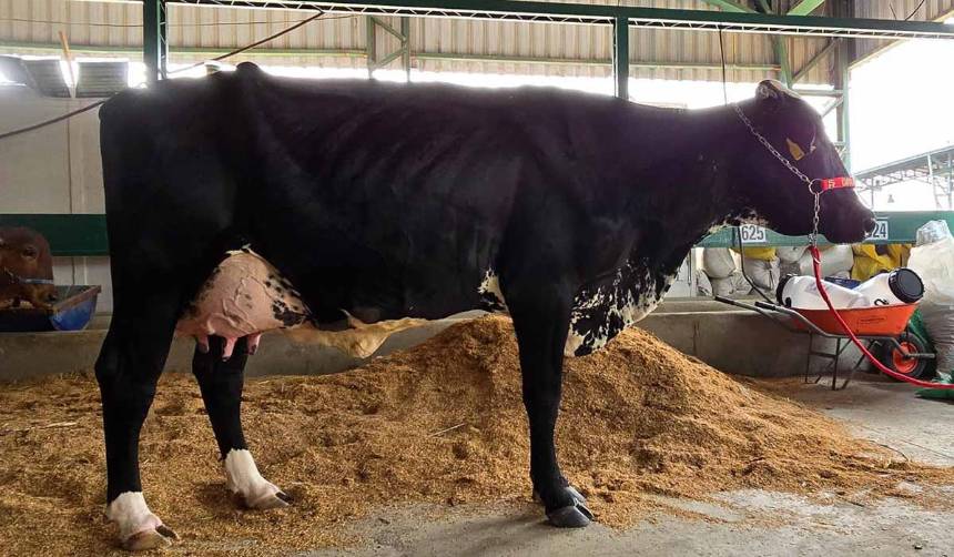 28 ejemplares participan del Concurso de Producción de Leche de Expocruz 2025
