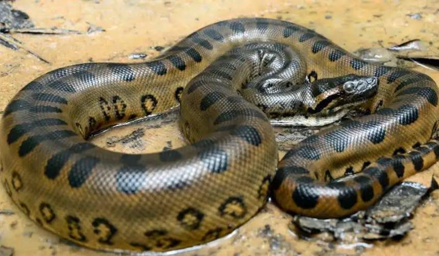 Un hombre muere tras ser atacado por una anaconda en la frontera de Perú con Ecuador