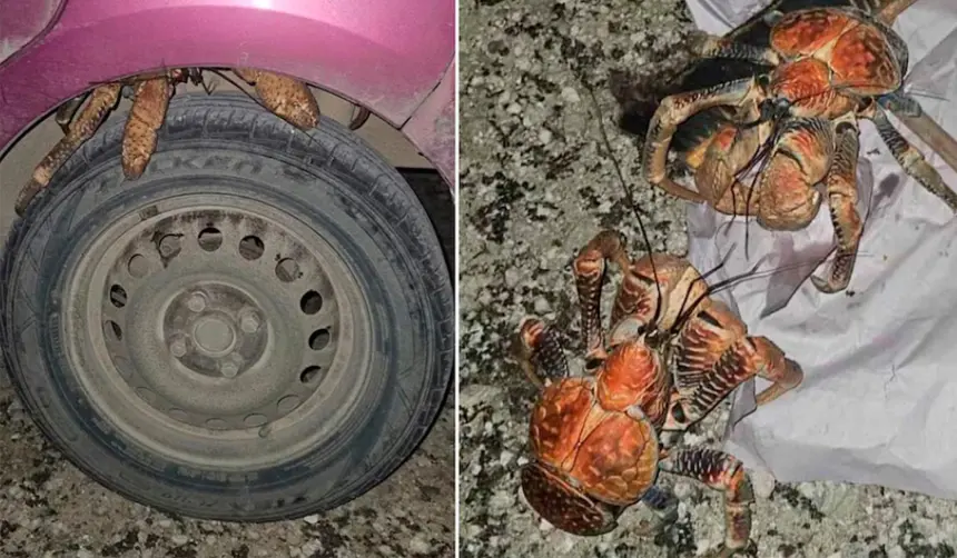 Una joven fue a buscar su auto y encontró algo inesperado que se volvió viral